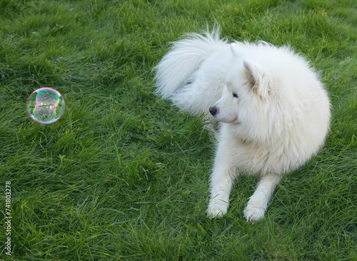 Dog on the grass with a soap bubble