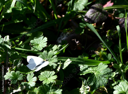 White butterfly on green leaves