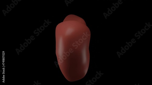 3D model of the human liver rotates on a black background for insertion photo