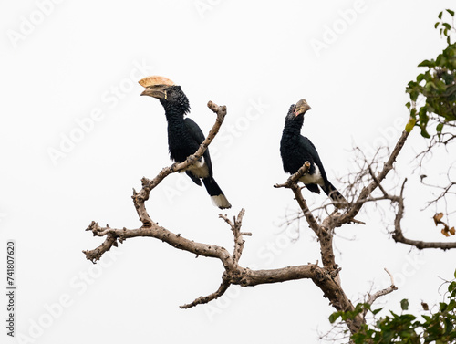 Male and Female Silvery-cheeked Hornbills on tree branches against white background, isolated photo