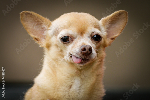 Santa Fe, New Mexico, United States. Old toothless Chihuahua.