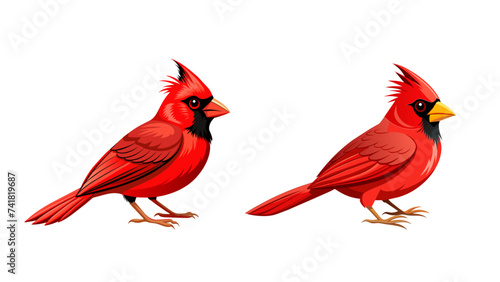 Cardinal Bird Set Isolated. 