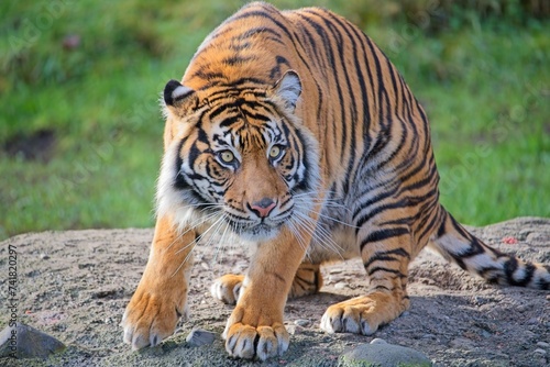 Obraz na plátně Sumatran tigers are on the brink of extinction due to habitat destruction, human-tiger conflict, and poaching