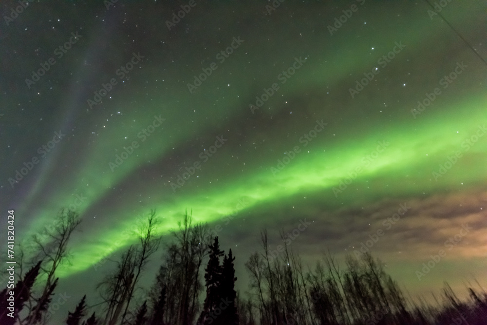 Northern light Aurora with trees Alaska United States