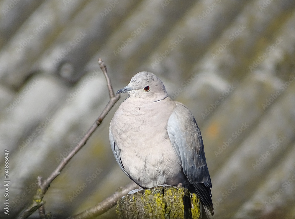 Fototapeta premium A Eurasian collared dove (Streptopelia decaocto) sits on a wooden post