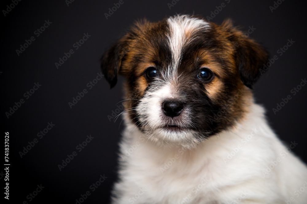 cute puppy portrait on black background