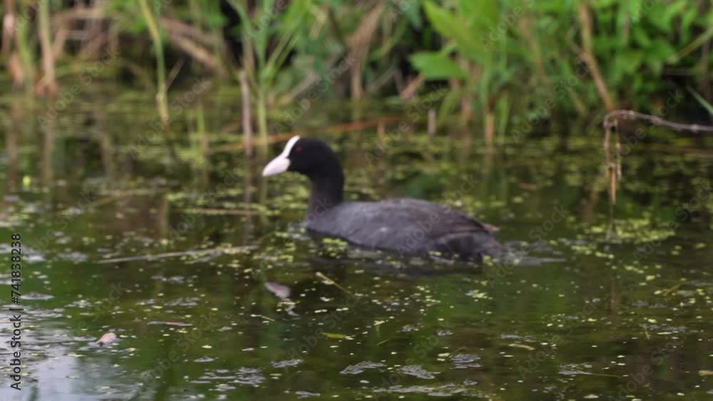 black duck swims in the pond, coot black duck swims in the pond, coot