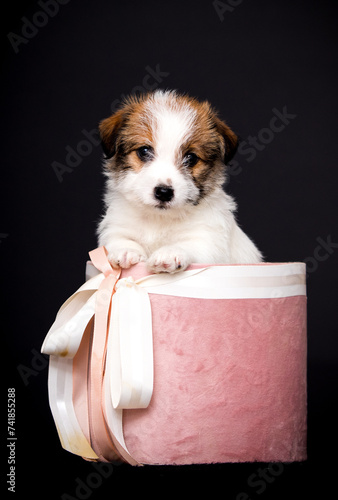 cute puppy peeking out of the basketl