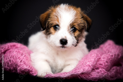 puppy in a pink blanket on a black background