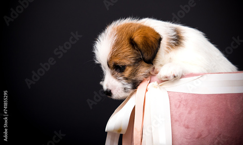 cute puppy peeking out from a pink basket