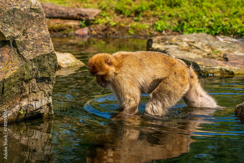 Rhesus monkey in the Apenheul monkey park in the Netherlands. photo