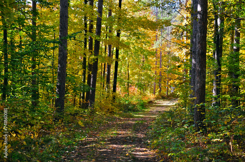 View of a footpath in the forest in autumn
