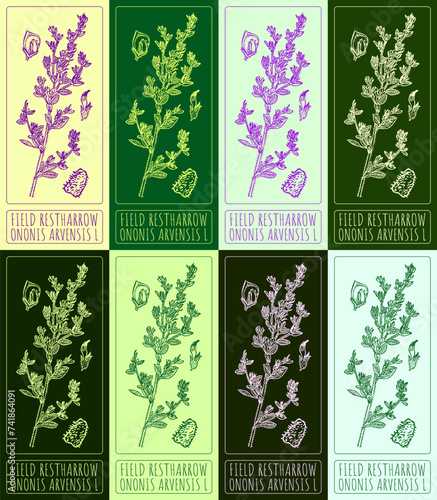 Set of vector drawings of FIELD RESTHARROW in different colors. Hand drawn illustration. Latin name ONONIS ARVENSIS L