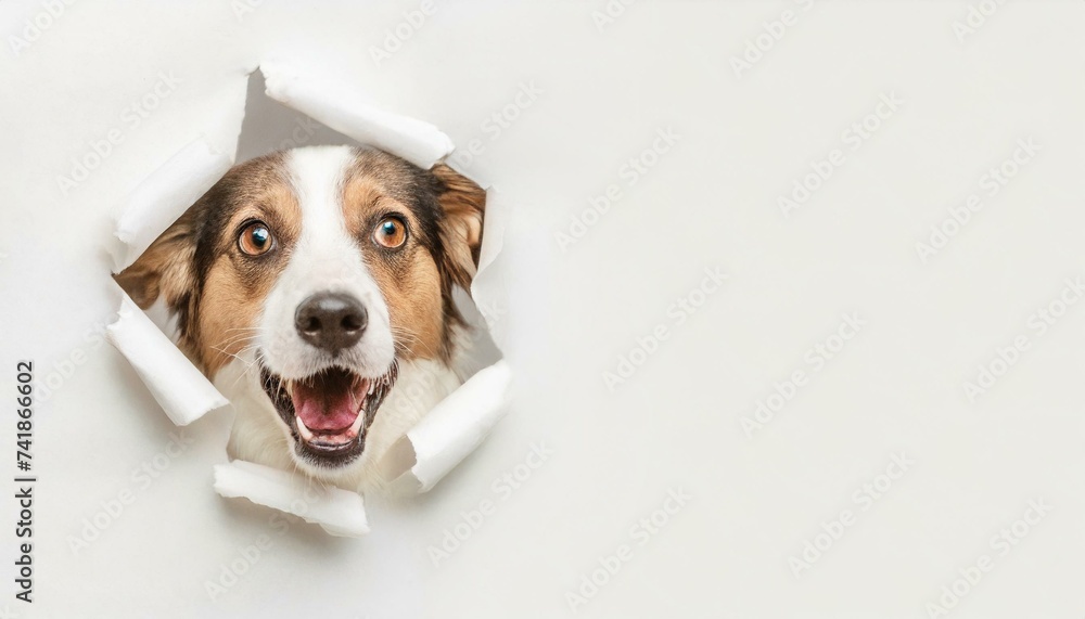 Dog with shocked surprised expression peeking through hole in cracked wall hole