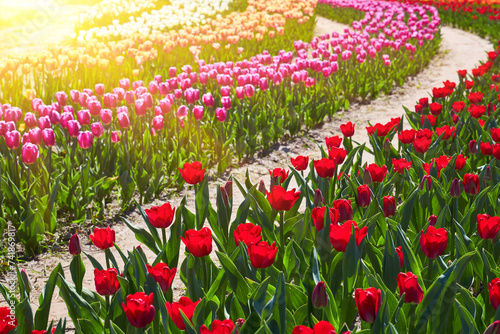 Rows of colorful tulips at flower farm photo