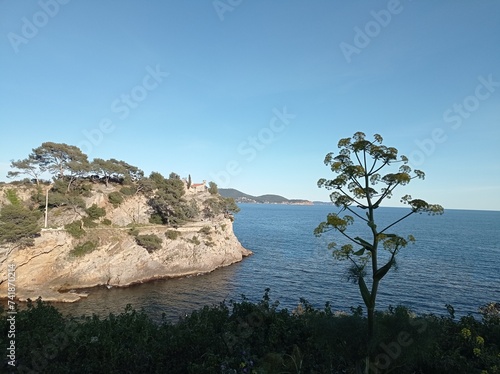 Mediterranean rocky shore in southern France, with view on Chapel Notre-Dame-du-cap-Falcon and crique du fer à cheval on the Mediterranee, Toulon, France. Angelica archangelica in the foreground 