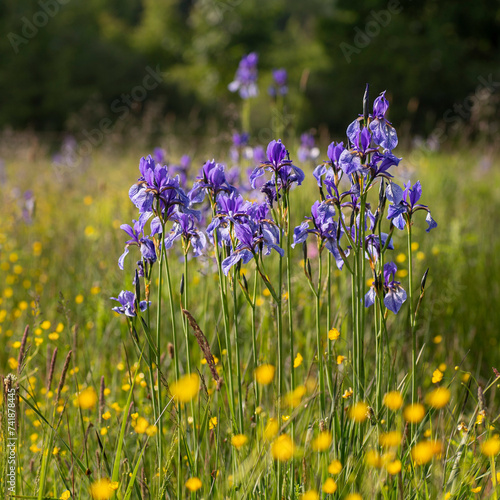 Siberian iris (Iris sibirica) - blue-violet blooming iris growing freely in nature on wet meadow, protected flower