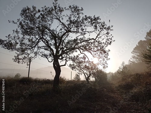 The old olive tree silhouette when sun appears in the mist in winter