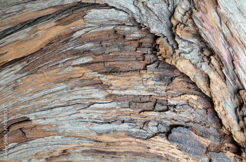 The texture of an old tree, a snag.