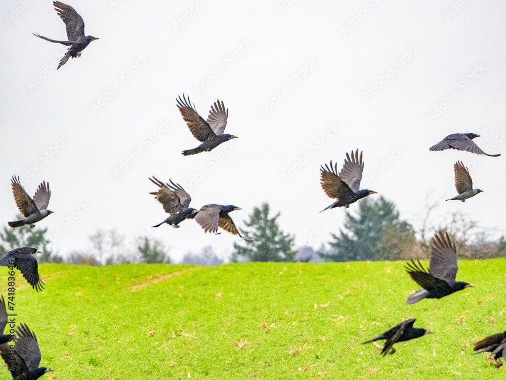 Obraz premium Krähen fliegen über das Feld