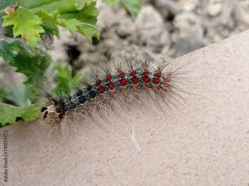 Gypsy moth, spongy moth, lymantria dispar, caterpillar, 
 an Eurasian species of moth in the family Erebidae, common  in Europe, Asia and America where it has become an invasive and a threat  to oaks 