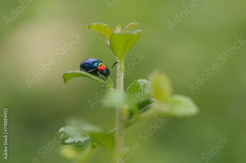 Colourful beetle