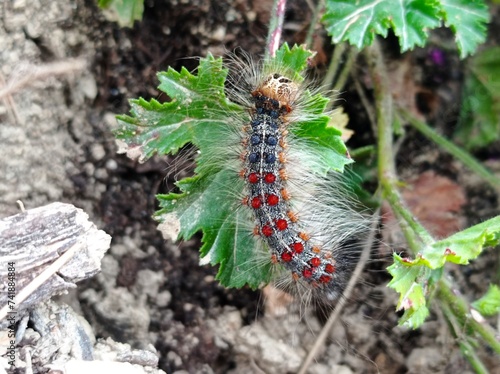 Gypsy moth, spongy moth, lymantria dispar, caterpillar, 
 an Eurasian species of moth in the family Erebidae, common  in Europe, Asia and America where it has become an invasive and a threat  to oaks 
