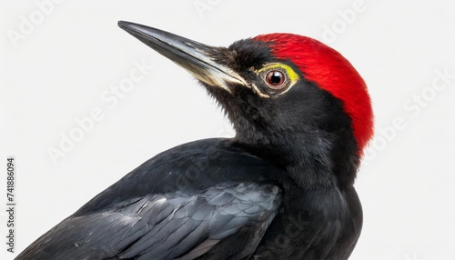 black woodpecker dryocopus martius png isolated on transparent background photo