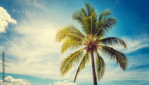 palm tree © Richard