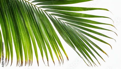 palm tree leaf isolated