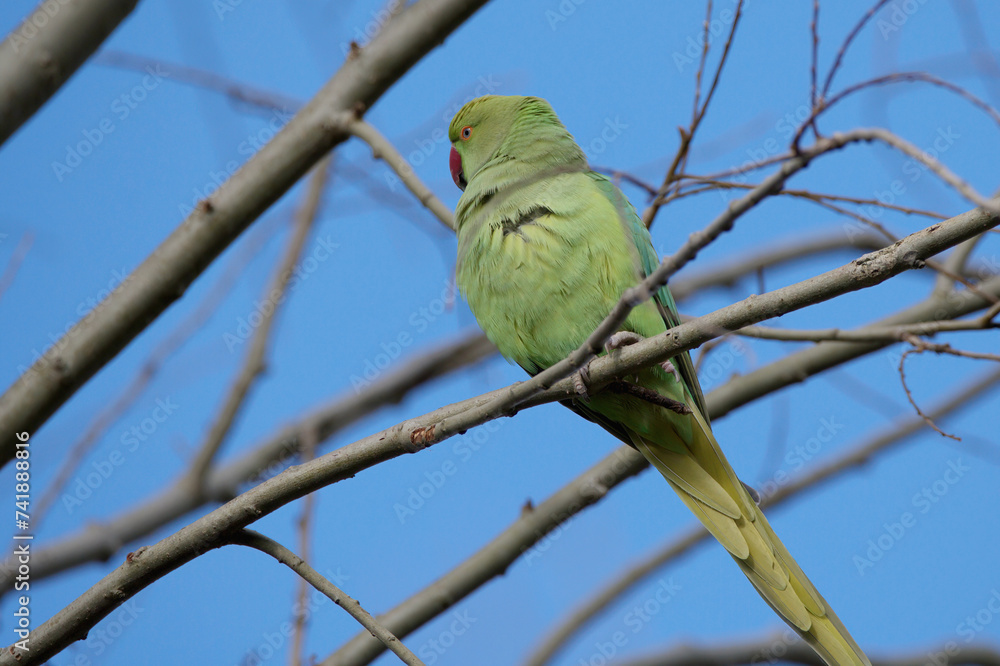 Green Parrot