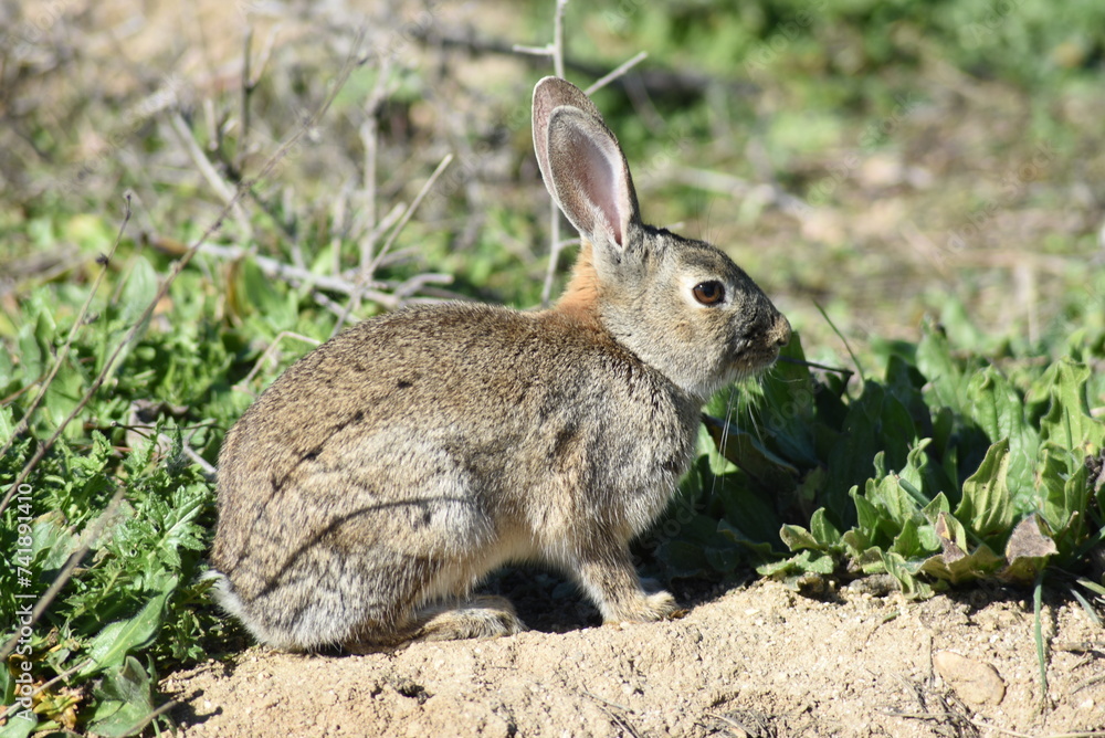 Wild rabbit calmly resting in the meadow