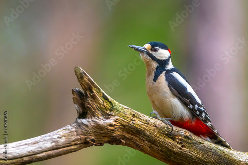 Closeup of a great spotted woodpecker, Dendrocopos major, perched in a forest © Sander Meertins