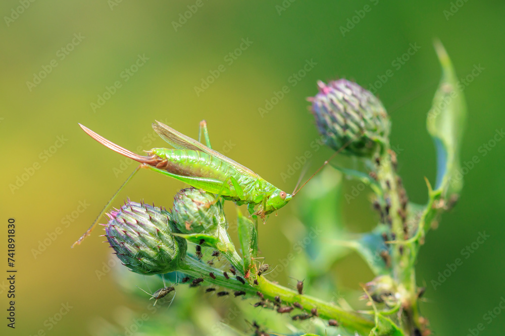 conocephalus fuscus, long-winged conehead bushcricket, resting in a meadow conocephalus fuscus, long-winged conehead bushcricket, resting in a meadow