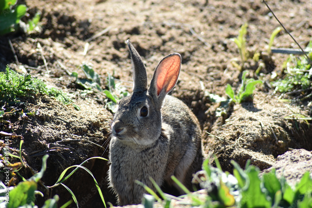 Wild rabbit watching from the entrance of its burrow Wild rabbit watching from the entrance of its burrow