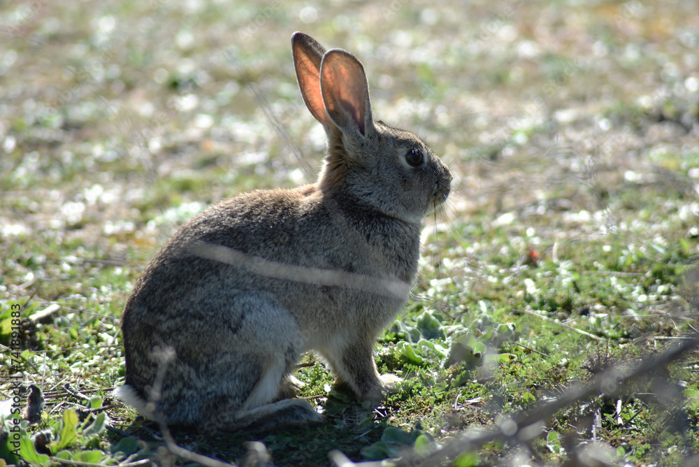 Fototapeta premium Wild rabbit calmly resting in the meadow