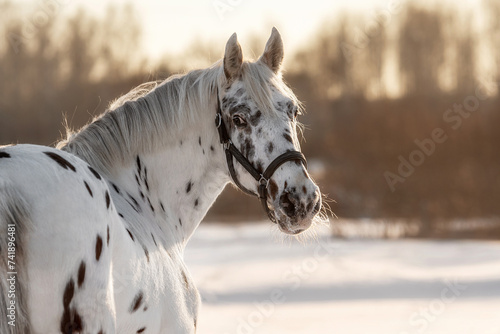 Beautiful appaloosa horse in winter