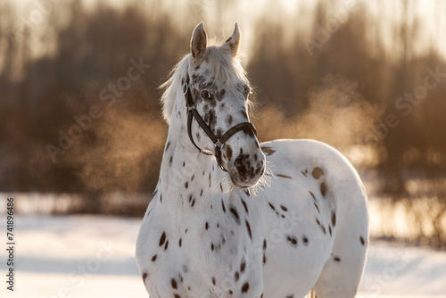 Obraz na płótnie Beautiful appaloosa horse in winter w salonie
