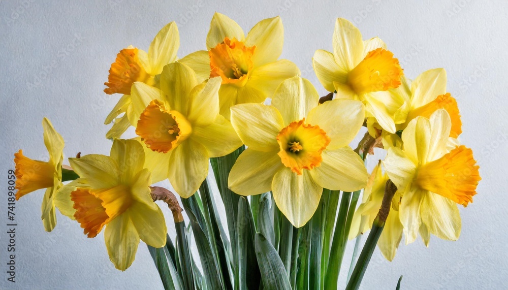 bunch of yellow spring daffodils against white background