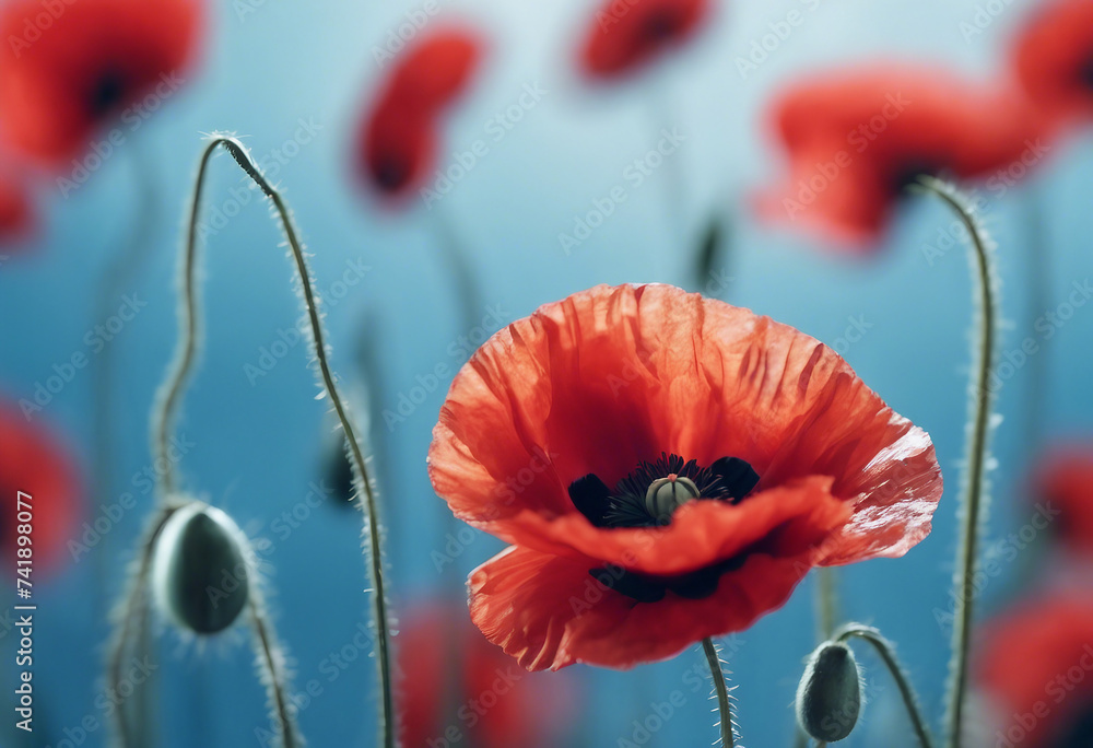 Banner with red poppy flowers on blue background symbol for remembrance ...
