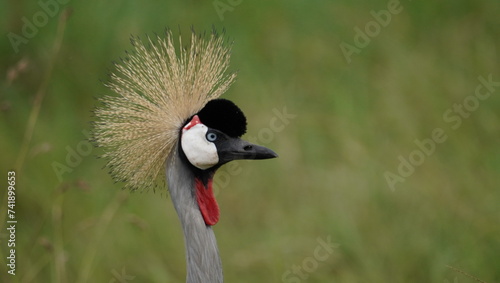 grey crowned crane