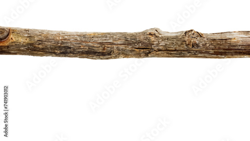 Tree Branch isolated on white background