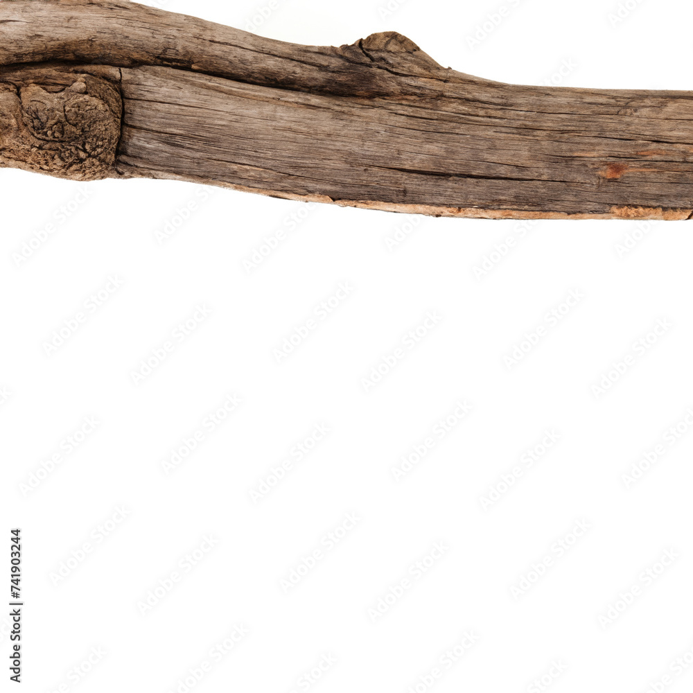 Tree Branch isolated on white background Tree Branch isolated on white background