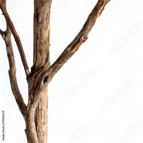 Tree  Branch isolated on white background