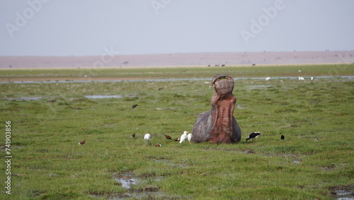 Hippo swallowing grass