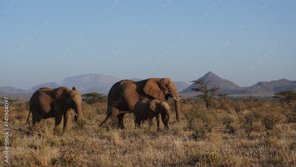 herd of elephants on the pasture