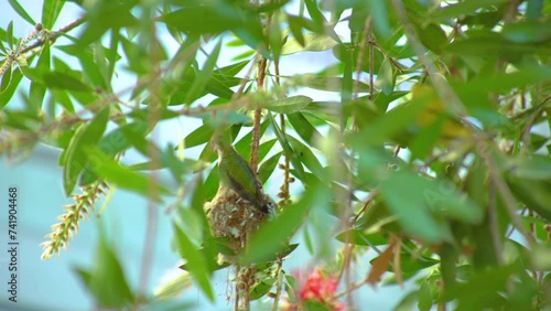 Hummingbird nest in tree with baby Hummingbirds ready to to be fed by Momma Hummingbird photo