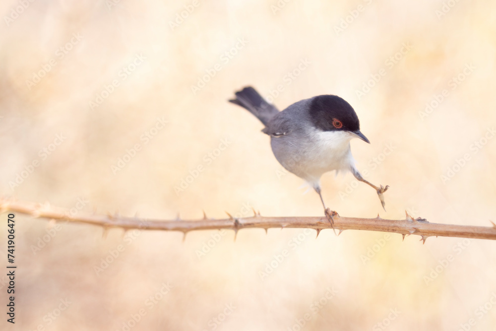 Fototapeta premium Typical Mediterranean bird, Sardinian warbler, Curruca melanocephala.