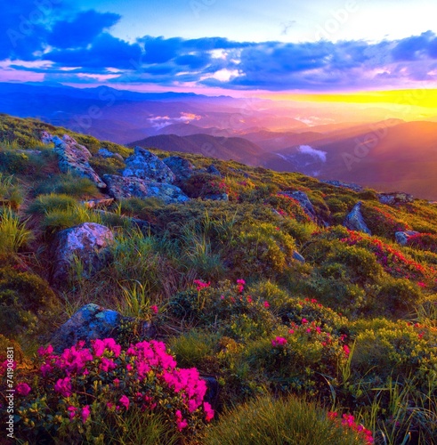 blooming pink rhododendron flowers, amazing panoramic nature scenery. 