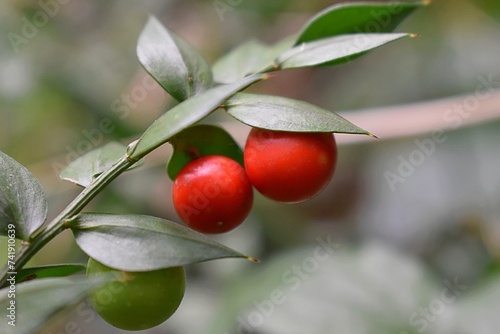 Obraz na plátně Petit-houx, Butcher's broom (Ruscus aculeatus)